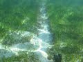 Propellor Scar through seagrass