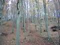 crossen-im-wald