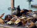 Sea lions at pier 39