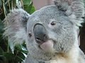 KOALAS!