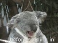 KOALAS!