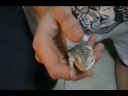 Bussunda velho,eu preciso de um BRA�O!HAHAHA.avi