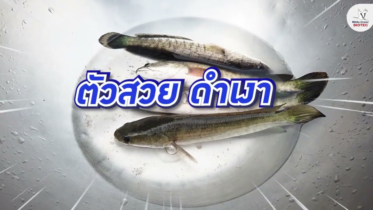 แก้น้ำเสียปลาตาย บ่อปลาช่อน