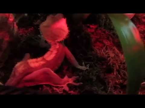 how to get rid gecko