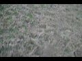 Boerboel Puppy Prey Drive