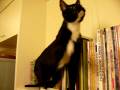 videos de GOMA的新歡