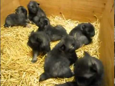 KEESHOND AKC PUPPIES