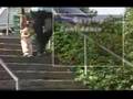 TheWalk-O-Long