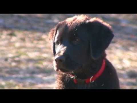 Gunner “The Shed Hunter” (CUTE Black Lab Puppy)
