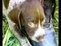 alman pointer--AV K�PE??