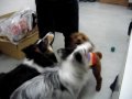 shelties and a toy poodle