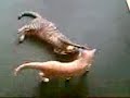 catfight catfight