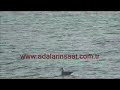 Erdek-Tan-t-m-Videos