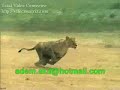 aslanlar�n azmi ve sonu� ortada resmi