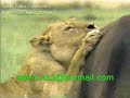 aslanlar�n azmi ve sonu� ortada