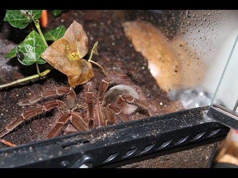 YouTube reptile video