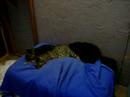 Some loving cats at Spaymart Some loving cats at Spaymart