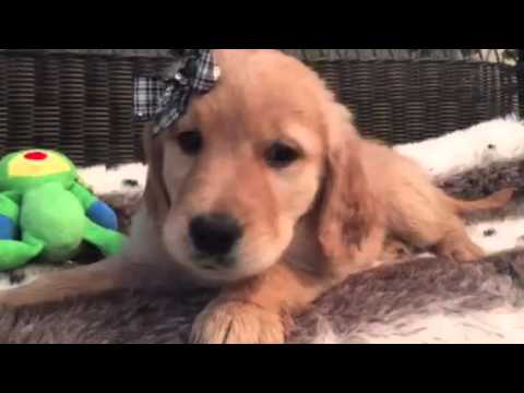 Picture Perfect *AKC* Female Golden Retriever