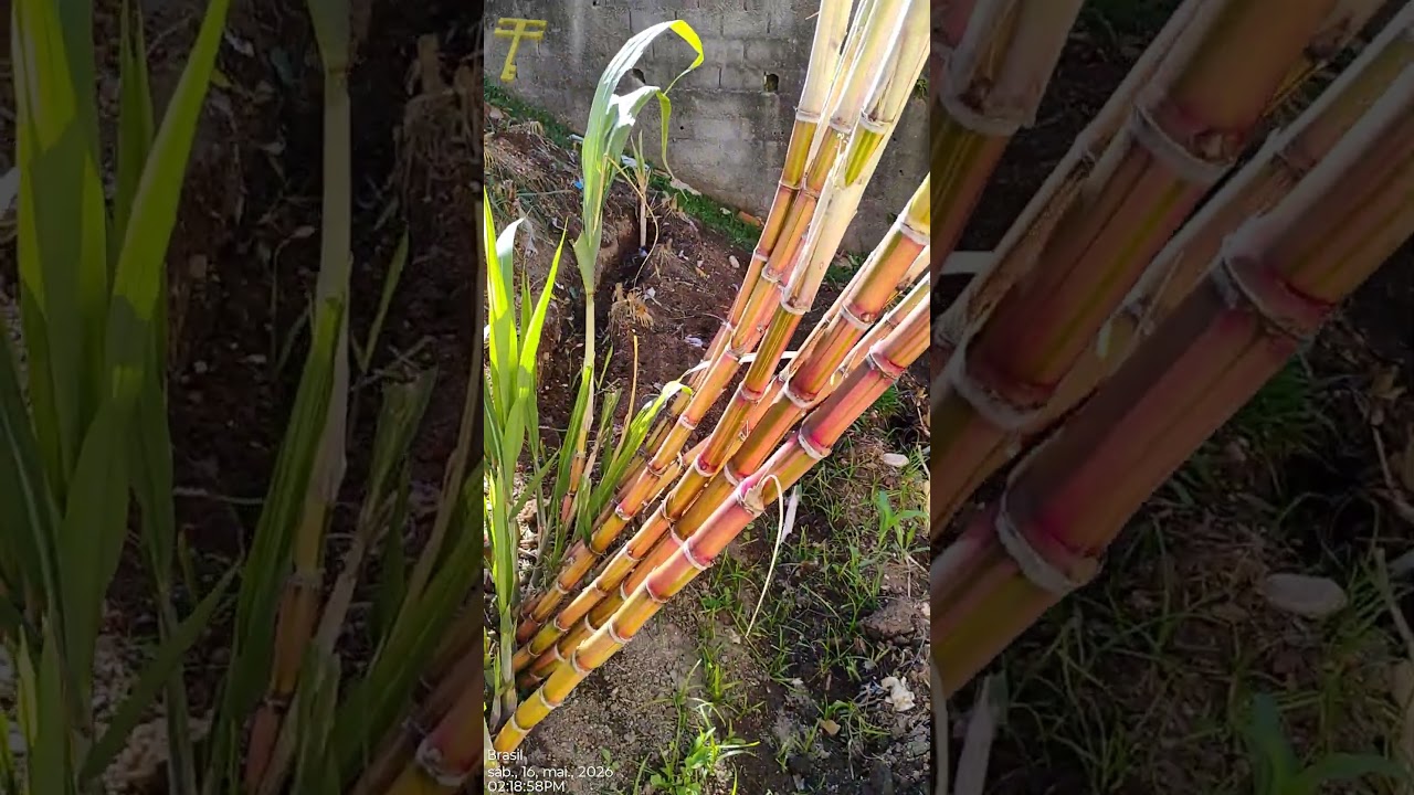 PART3 Como plantar cana caiana