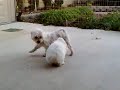 My rabbit is my dogs best friend. 狗是兔子的好朋友