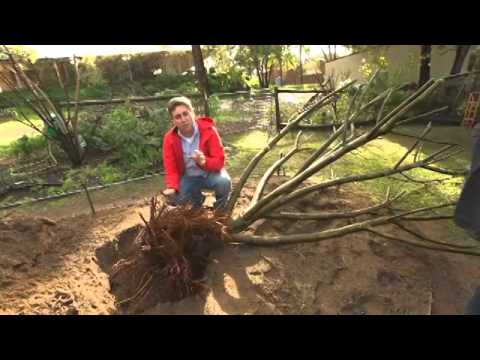 how to dig a tree out and replant