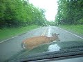 Jerry Donahue in Northern New Hamphire hanging with a deer