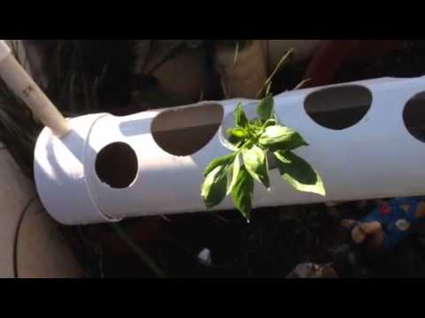 how to grow strawberries in pvc pipe