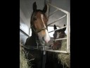Kendra and Her Ponies