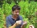 Marijuana, Bamba, Canapa, Hashish Marijuana, Bamba, Canapa, Hashish