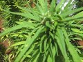 Marijuana, Bamba, Canapa, Hashish
