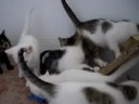 GATOS EN ADOPCION