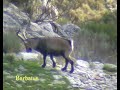Cabra montés - Capra pyrenaica victoriae Cabra montés - Capra pyrenaica victoriae