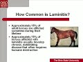 Laminitis