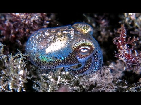 Bobtail squid - shiny diamonds