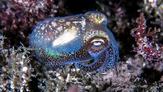 Bobtail squid - shiny diamonds