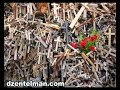 Crosses Hill Crosses Hill