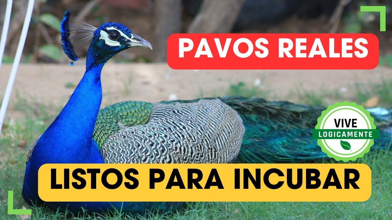 Pavos reales listos para incubar Vive Logicamente #campo