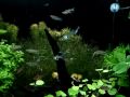 Aquarium planted with natural inspired aquascaping in rivers of Serra da Bodoquena  MS  Brazil / Aquário natural plantado com aquapaisagismo inspirado nos rios da Serra da Bodoquena  MS  Brasil 