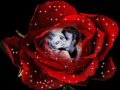 FAZER AMOR