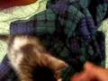 ねこぺしぺし動画。