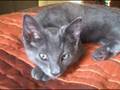 Korat kitten's first day in a new home!