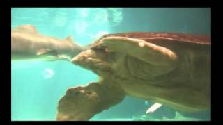"THE NEW YORK AQUARIUM" BY AMADOR FRANCISCO