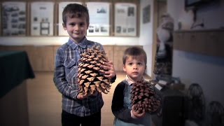 Výstava šišek v Klopině