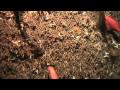 Scientists discover over 17,000 new deep-sea creatures: watch the amazing video! Scientists discover over 17,000 new deep-sea creatures: watch the amazing video!