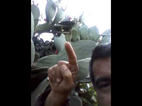 how to harvest nopales