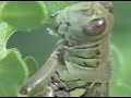 Grasshopper