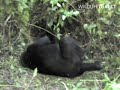 Mountain Gorillas Playing in Congo Apr 07