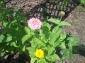 Des's Hummingbird Garden 04