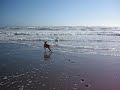 dogs at beach