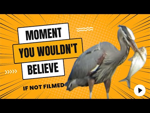 YouTube: mira cómo una garza se traga un pez en pocos segundos